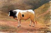 Benedito Calixto Ox grazing oil painting on canvas